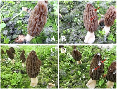 Dual RNA-Seq Analysis of the Interaction Between Edible Fungus Morchella sextelata and Its Pathogenic Fungus Paecilomyces penicillatus Uncovers the Candidate Defense and Pathogenic Factors